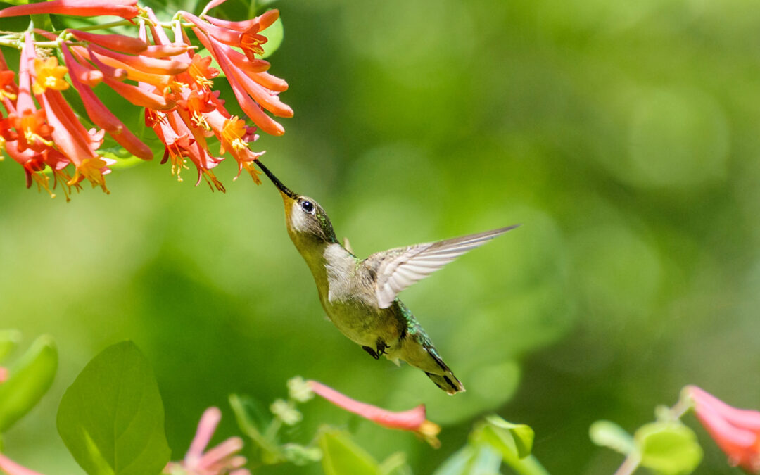 5 Plants That Will Turn Your Garden Into a Hummingbird Hotspot