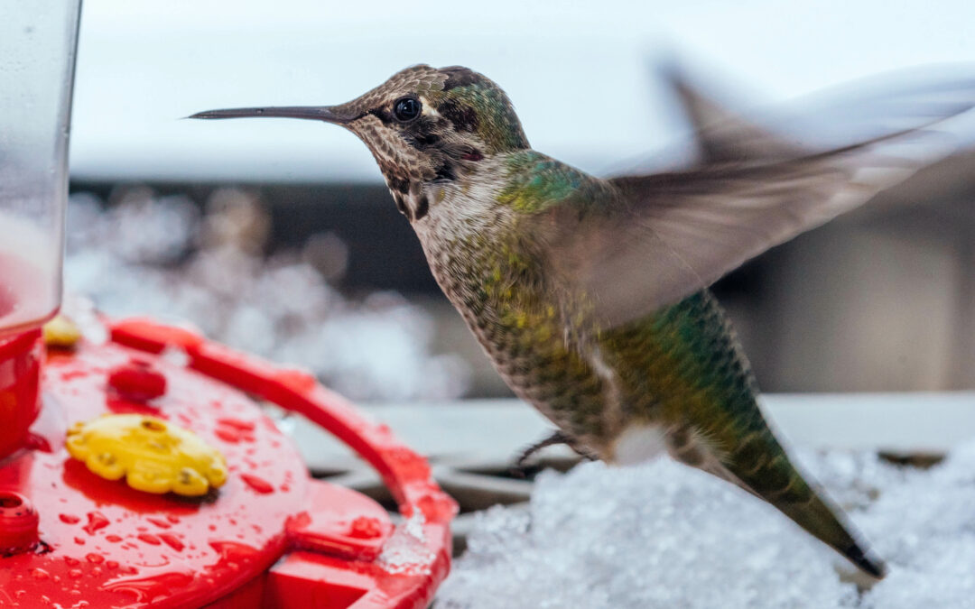 DIY Hummingbird Nectar: A Recipe For Success